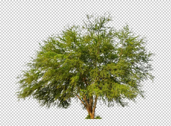 Baum Auf Transparentem Bildhintergrund Mit Clipping Pfad Einzelbaum Mit Clipping — Stockfoto