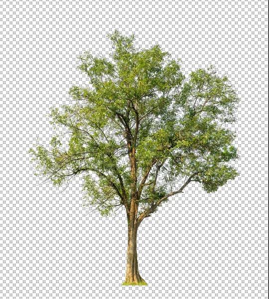 Árbol Sobre Fondo Transparente Con Ruta Recorte Árbol Único Con —  Fotos de Stock