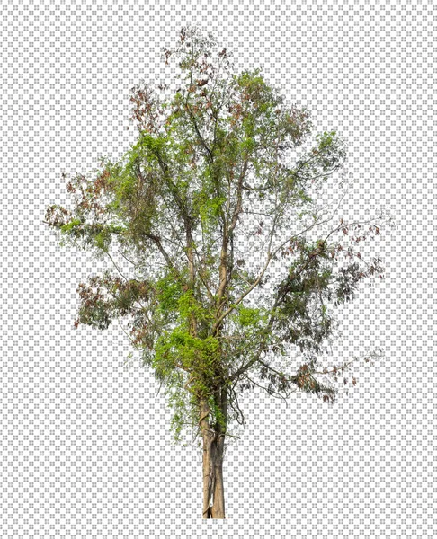 Baum Auf Transparentem Bildhintergrund Mit Clipping Pfad Einzelbaum Mit Clipping — Stockfoto