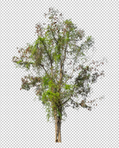 Árbol Sobre Fondo Transparente Con Ruta Recorte Árbol Único Con —  Fotos de Stock