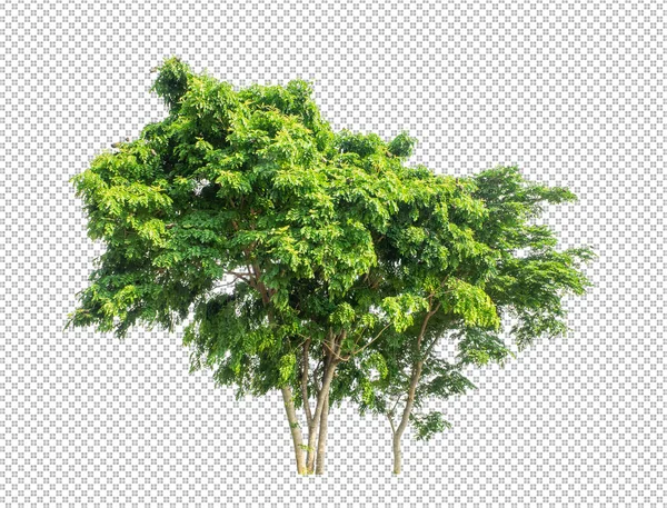 Árbol Sobre Fondo Transparente Con Ruta Recorte Árbol Único Con —  Fotos de Stock