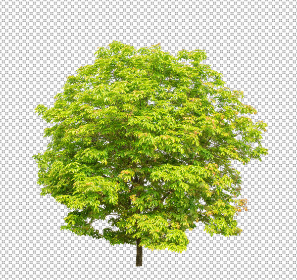 Tree on transparent picture background with clipping path, single tree with clipping path and alpha channel 