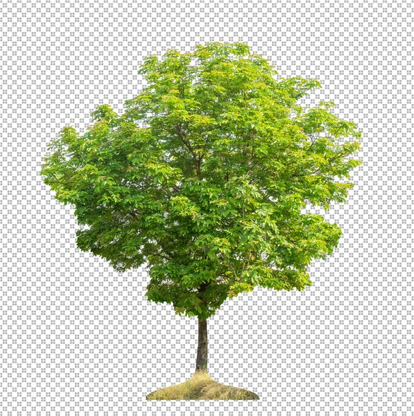 具有裁剪路径的透明图像背景树 具有裁剪路径的单树和Alpha — 图库照片