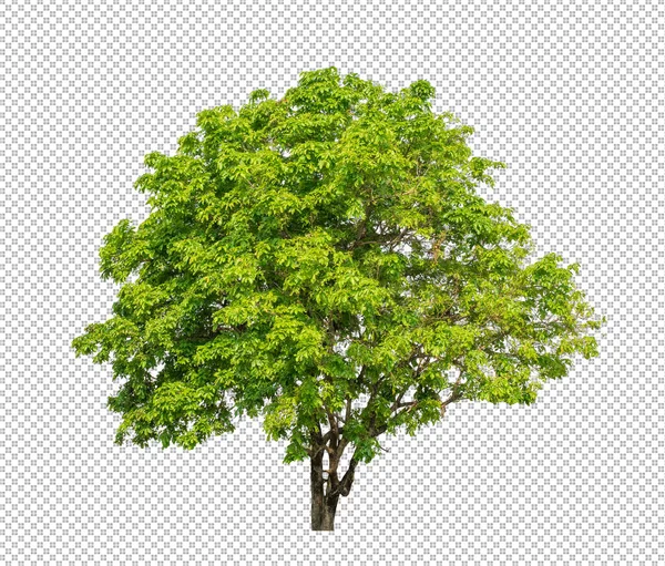 Árvore Fundo Imagem Transparente Com Caminho Recorte Árvore Única Com — Fotografia de Stock