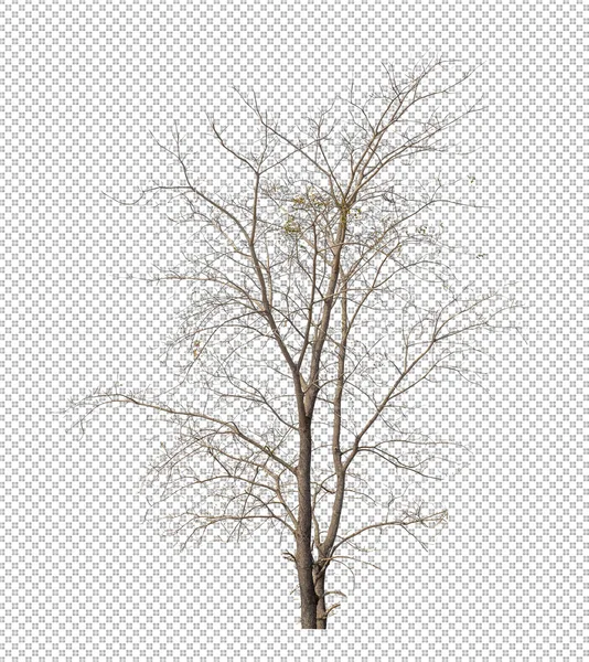 Árvore Morta Fundo Imagem Transparente Com Caminho Recorte Árvore Única — Fotografia de Stock