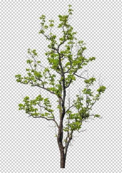 Дерево Прозорому Фоні Відсічним Контуром Одинарне Дерево Відсічним Контуром Альфа — стокове фото
