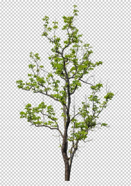 Albero Sfondo Immagine Trasparente Con Percorso Ritaglio Albero Singolo Con — Foto Stock