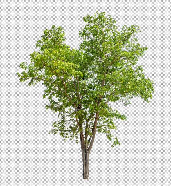 Tree on transparent picture background with clipping path, single tree with clipping path and alpha channel