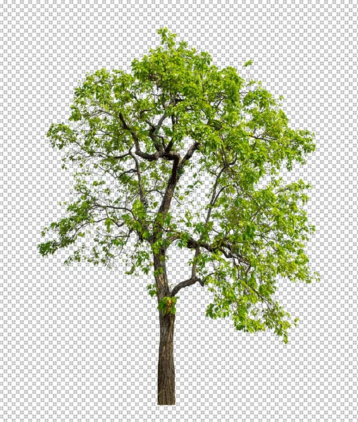 Árbol Sobre Fondo Transparente Con Ruta Recorte Árbol Único Con —  Fotos de Stock