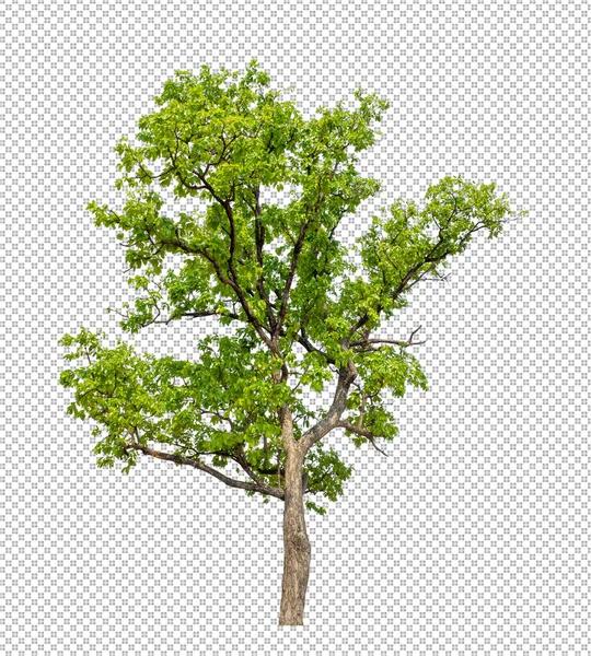 Albero Sfondo Immagine Trasparente Con Percorso Ritaglio Albero Singolo Con — Foto Stock