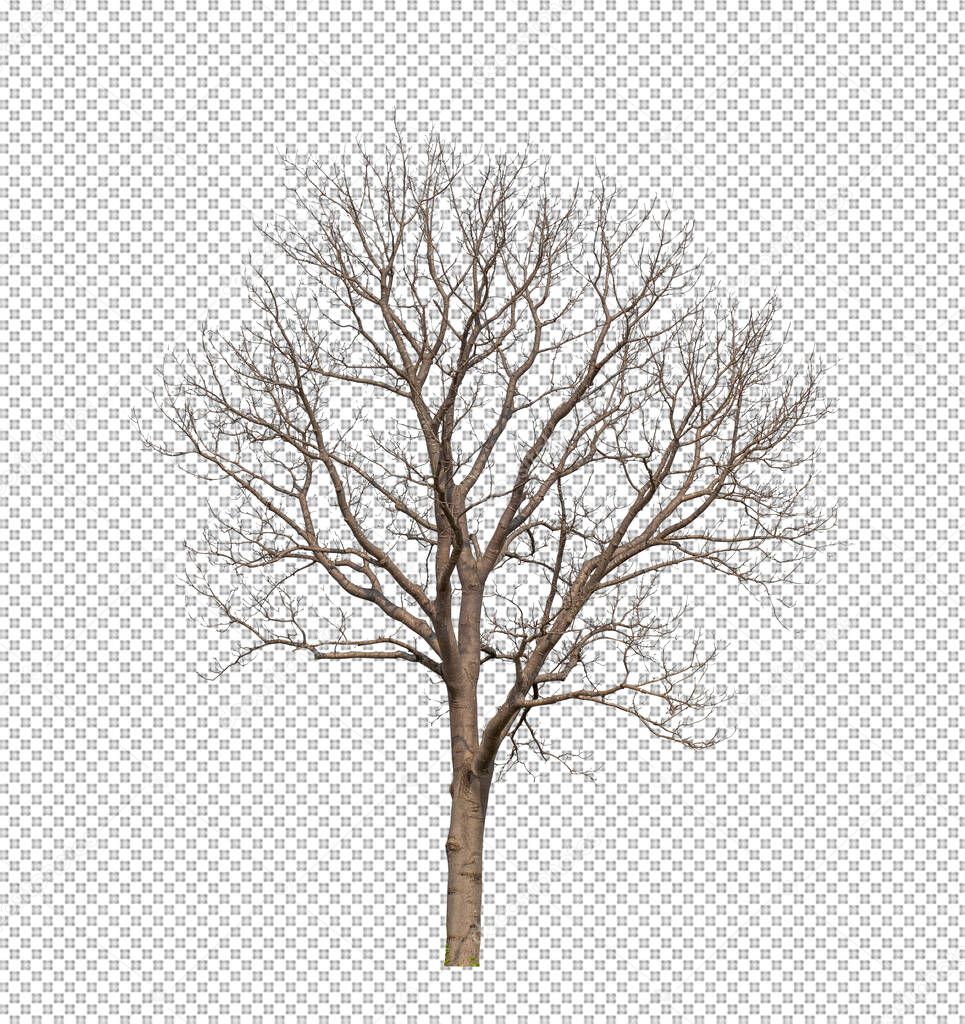 Dead Tree on transparent picture background with clipping path, single tree with clipping path and alpha channel