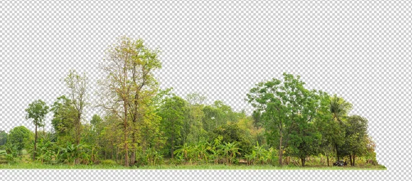 Árboles Verdes Aislados Sobre Fondo Blanco Son Bosque Follaje Verano — Foto de Stock