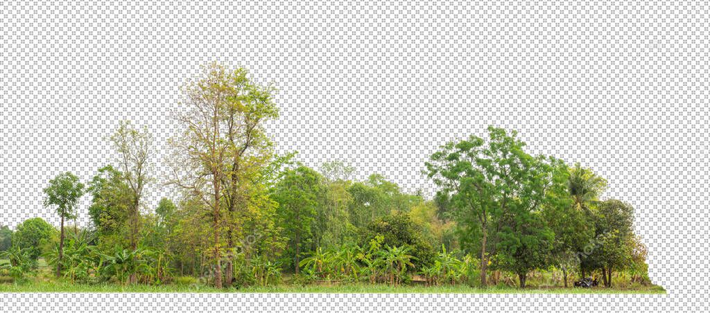 Green Trees isolated on white background.are Forest and foliage in summer for both printing and web pageswith cut path and alpha channe