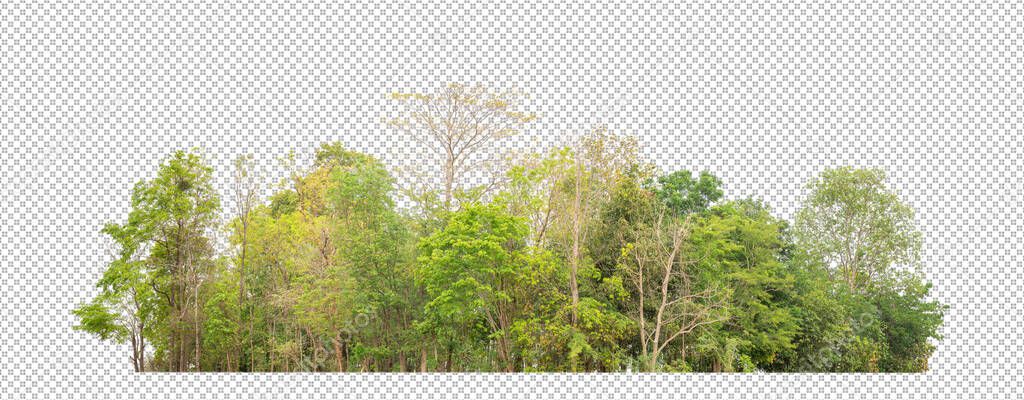 Green Trees isolated on white background.are Forest and foliage in summer for both printing and web pageswith cut path and alpha channe