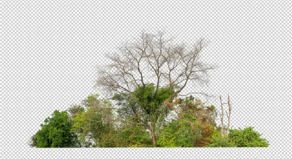 透明背景の森と夏の葉の上に孤立した緑の木は カットパスとアルファチャンネルと印刷とWebの両方のために — ストック写真