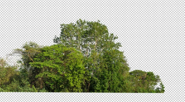 Grüne Bäume Isoliert Auf Transparentem Hintergrund Wald Und Sommer Laub — Stockfoto