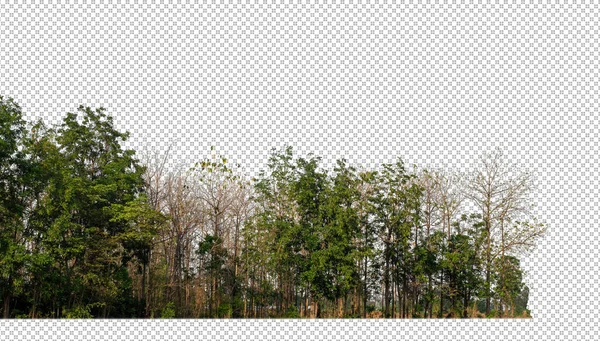 Saydam Arka Plan Ormanlarında Izole Edilmiş Yeşil Ağaçlar Hem Kesik — Stok fotoğraf
