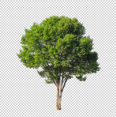 Kesme yolu olan şeffaf resim arkaplanı, kırpma yolu ve alfa kanalı olan tek ağaç