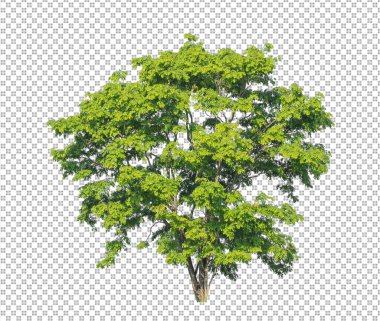 Kesme yolu olan şeffaf resim arkaplanı, kırpma yolu ve alfa kanalı olan tek ağaç