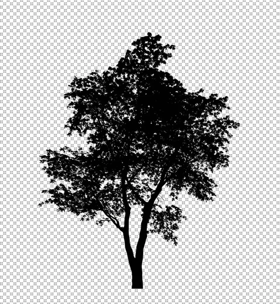 Silhouette Arbre Sur Fond Transparent Avec Chemin Coupe Alpha — Photo