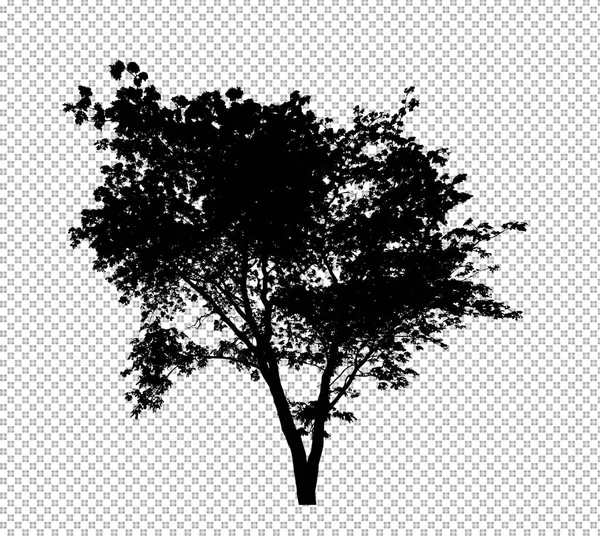 Silhouette Arbre Sur Fond Transparent Avec Chemin Coupe Alpha — Photo