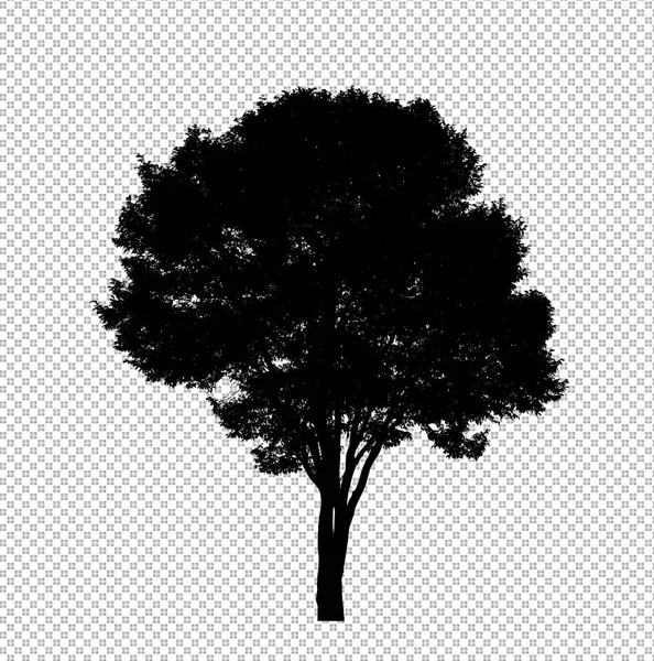 Silueta Árbol Sobre Fondo Transparente Con Ruta Recorte Alfa — Foto de Stock