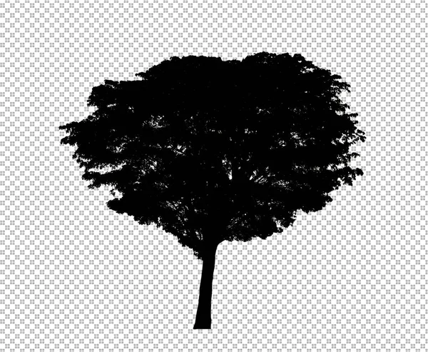 Silhouette Arbre Sur Fond Transparent Avec Chemin Coupe Alpha — Photo