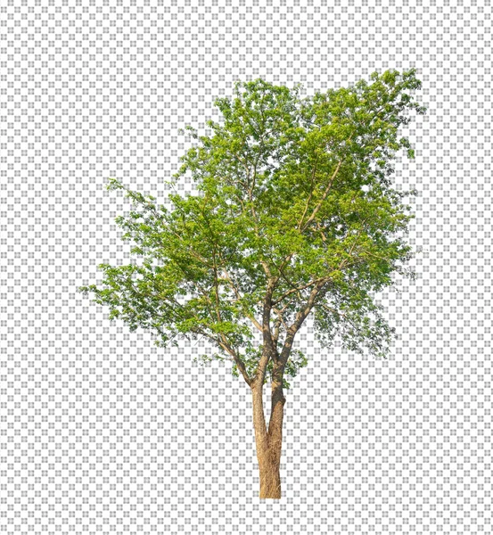 具有剪切路径的透明图像背景树 具有剪切路径和Alpha通道的单树 — 图库照片