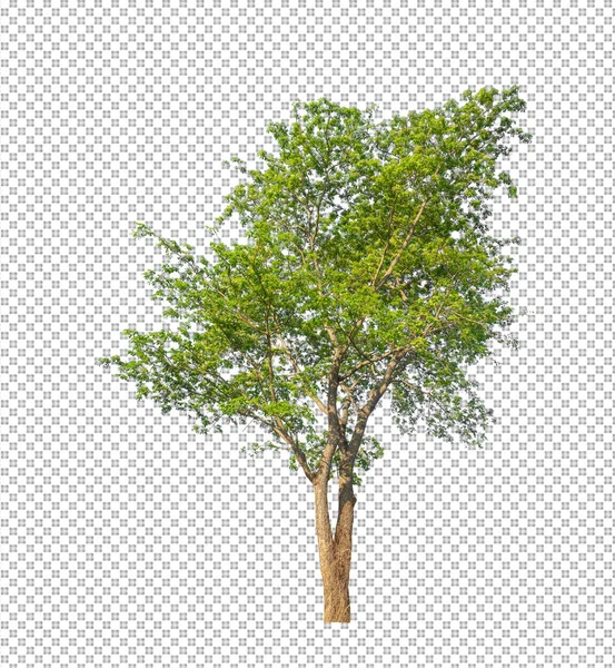 Baum Auf Transparentem Bildhintergrund Mit Clipping Pfad Einzelbaum Mit Clipping — Stockfoto