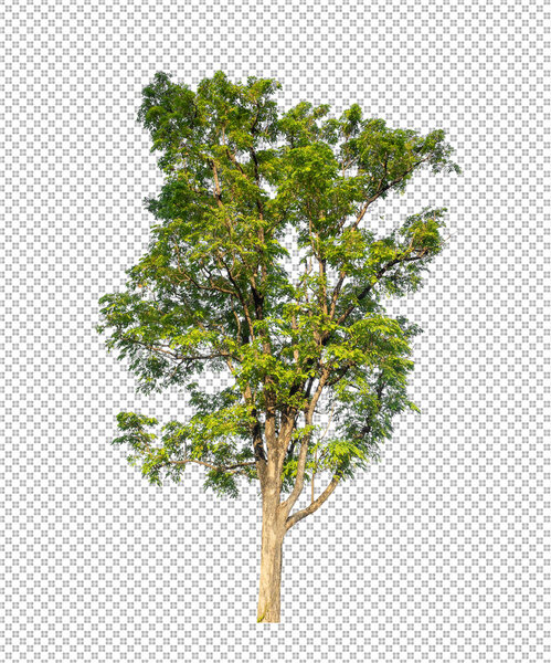 Tree on transparent picture background with clipping path, single tree with clipping path and alpha channel
