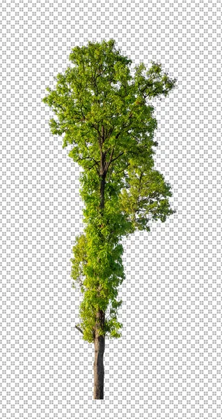 Baum Auf Transparentem Bildhintergrund Mit Clipping Pfad Einzelbaum Mit Clipping — Stockfoto