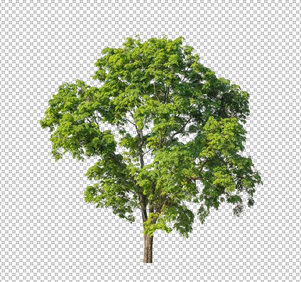 Baum Auf Transparentem Bildhintergrund Mit Clipping Pfad Einzelbaum Mit Clipping — Stockfoto