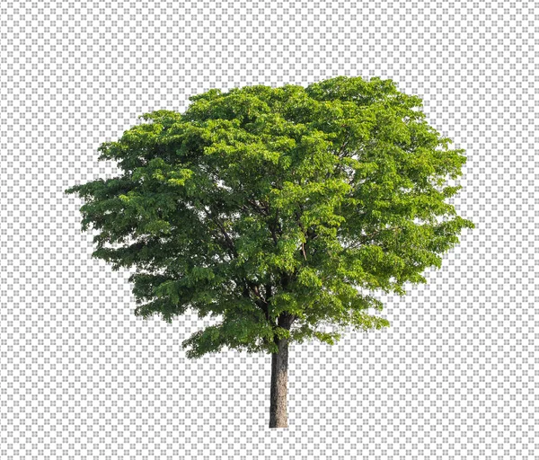 Baum Auf Transparentem Bildhintergrund Mit Clipping Pfad Einzelbaum Mit Clipping — Stockfoto