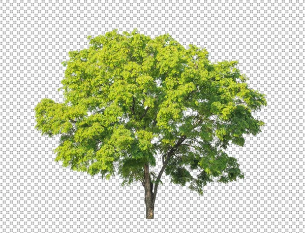 Árbol Sobre Fondo Transparente Con Ruta Recorte Árbol Único Con —  Fotos de Stock