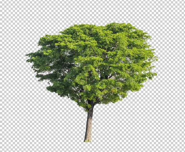 Дерево Прозорому Фоні Відсічним Контуром Одинарне Дерево Відсічним Контуром Альфа — стокове фото