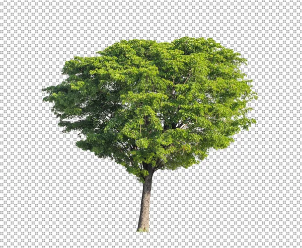 Árbol Sobre Fondo Transparente Con Ruta Recorte Árbol Único Con —  Fotos de Stock