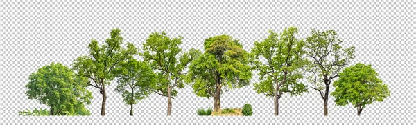 Green Trees Isolated Transparent Background Forest Summer Foliage Both Print — Stock Photo, Image