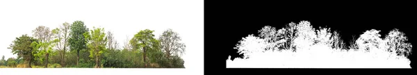 Зеленые Деревья Изолированные Белом Фоне Лес Листва Летом Печати Паутины — стоковое фото