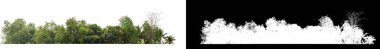 Yeşil ağaçlar beyaz arka planda izole edilmiştir. Yazın hem yazdırma hem de kesim yolu ve alfa kanalı ile web pagesleri için orman ve yeşilliktir.