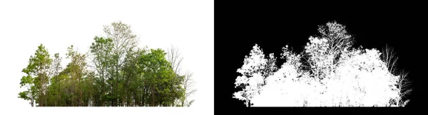 Зеленые Деревья Изолированные Белом Фоне Лес Листва Летом Печати Паутины — стоковое фото