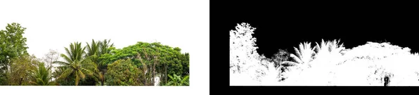 Зеленые Деревья Изолированы Белом Фоне — стоковое фото