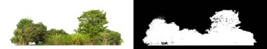 Yeşil ağaçlar beyaz arka planda izole edilmiştir. Yazın hem yazdırma hem de kesim yolu ve alfa kanalı ile web pagesleri için orman ve yeşilliktir.