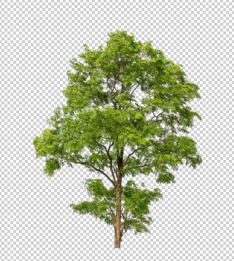 Kesme yolu olan şeffaf resim arkaplanı, kırpma yolu ve alfa kanalı olan tek ağaç