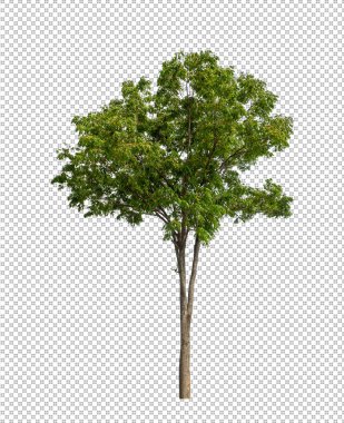 Kesme yolu olan şeffaf resim arkaplanı, kırpma yolu ve alfa kanalı olan tek ağaç