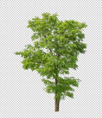 Kesme yolu olan şeffaf resim arkaplanı, kırpma yolu ve alfa kanalı olan tek ağaç