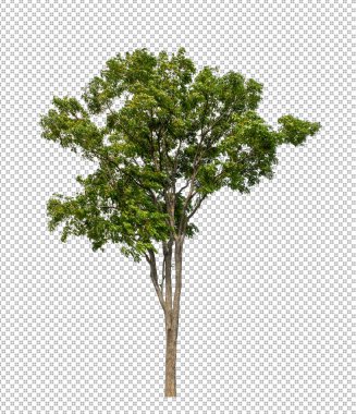 Kesme yolu olan şeffaf resim arkaplanı, kırpma yolu ve alfa kanalı olan tek ağaç