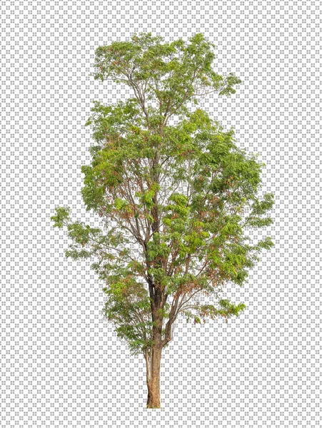 Árbol Sobre Fondo Transparente Con Ruta Recorte Árbol Único Con — Foto de Stock