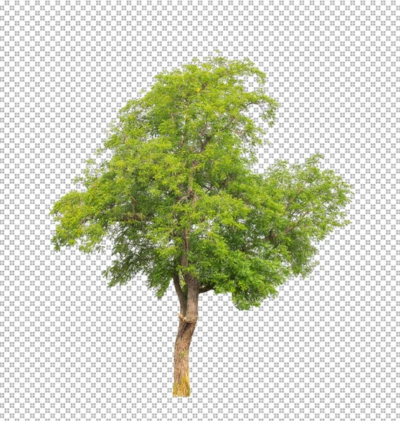 Árbol Sobre Fondo Transparente Con Ruta Recorte Árbol Único Con —  Fotos de Stock