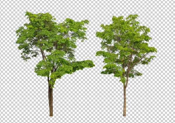 Tree Transparent Picture Background Clipping Path Single Tree Clipping Path — Stock Photo, Image