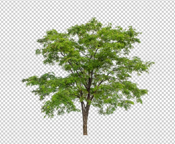 Copac Fundal Imagine Transparentă Cale Tăiere Singur Copac Cale Tăiere — Fotografie, imagine de stoc